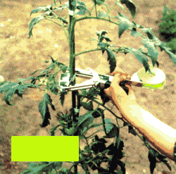 Im Gartenbau zum Tomaten befestigen
