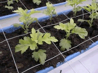 Chrysanthemennetz