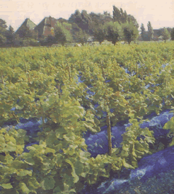 Seitenschutznetz Type GM