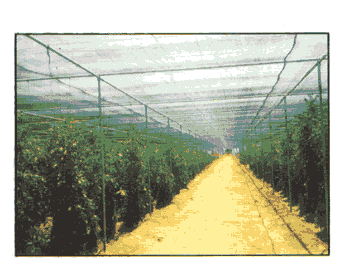 Gew&auml;chshaus mit Hagelschutznetz