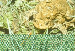 Kr&ouml;tenschutzzaun Type 93