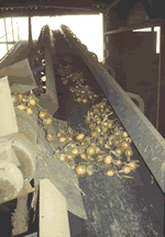 Abpackanlage f&uuml;r Zwiebeln